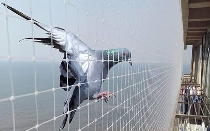 Best Bird Net Installation Services In Delhi