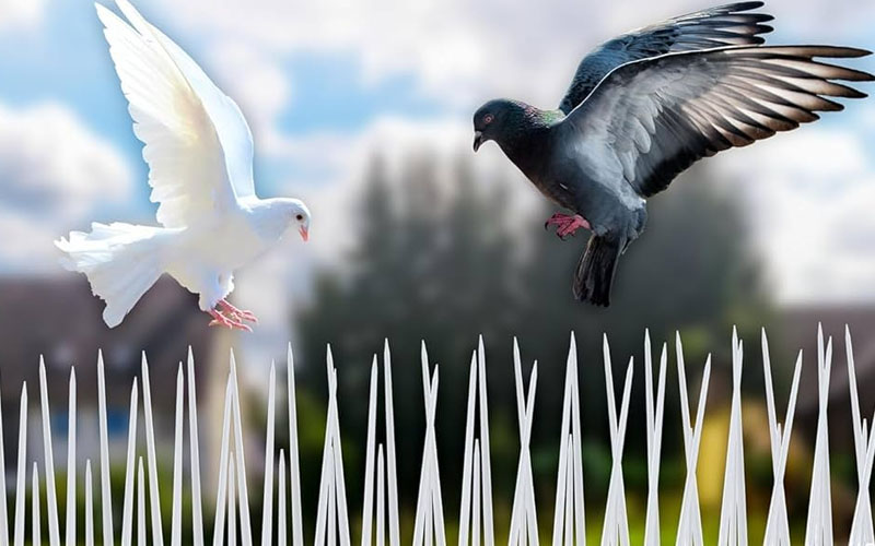 Best Bird Spike Dealers In Delhi